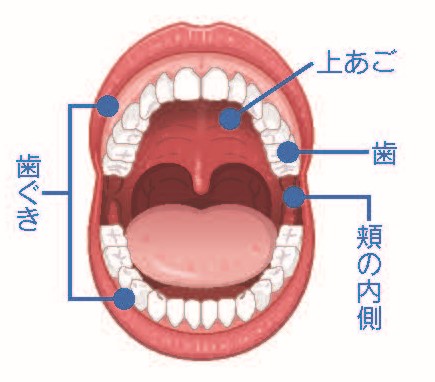 口腔ケアの箇所のイラスト