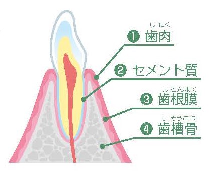 歯周組織の構造イラスト